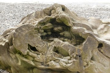 Felsen mit seltsamen Formen vom Meer Frankreich geschnitzt