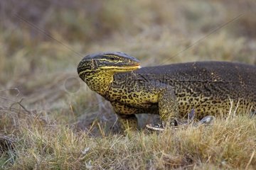 Varan et serpent mort dans les herbes NT Australie