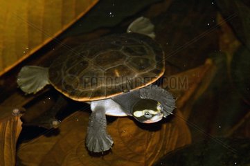 Rotbauchige kurzhaltige Schildkröte schwimmen Papua-Neuguinea