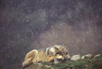 Common Gray wolf sleeping under falling snow Europe