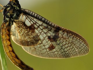 Mayfly wings Prairie of Fouzon France