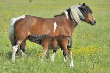 Pony suckling its foal in Vendée France