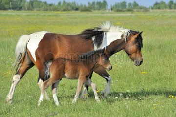 Pony and its foal in a field walking Vendée France