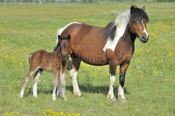 Pony and its foal in a field Vendée France