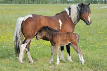 Pony suckling her foal in Vendée France