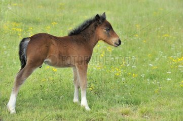 Pony foal in a meadow in Vendée France