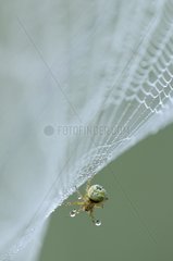 Spider on its web and dew Prairie of Fouzon France