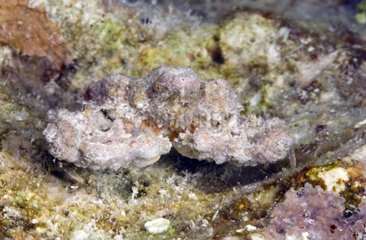 Crab on the seabed Tuamotu