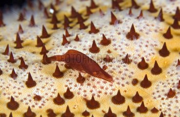 Starfish shrimp on a sea star Tuamotu