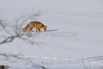 Red Fox walking in the snow Japan