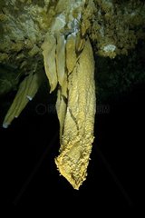 Limestone stalactites in a cave underwater Makatea