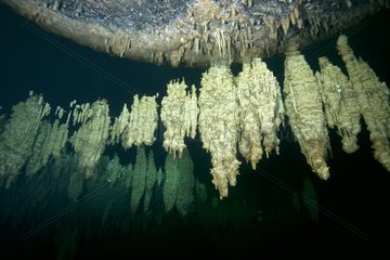 Limestone stalactites in a cave underwater Makatea