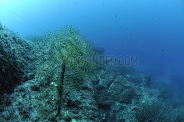 Spirograph on reef Mediterranean Sea France