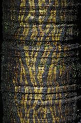 Detail der Rinde eines Regenwaldbaums in Nicaragua