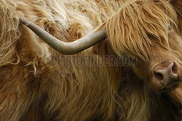 Highland cow scratching the side with its horn Scotland