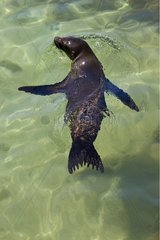 Galapagos sea lion bathing Isabela Island Galapagos