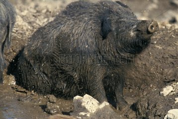 Portrait of Wild Boar deworming in sludge Belgium