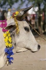 Vache sacrée décorée à l'occasion d'une fête Inde