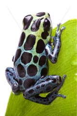 Mimic Poison Frog from Peru in studio