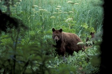 Femelle et son jeune Ours noir d'Amérique Alaska USA