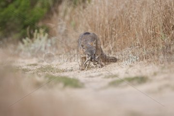 Island Fox carrying a snake Channel Islands NP