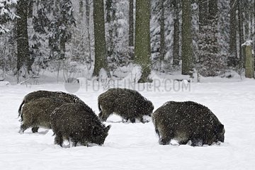 Wild boars under snow Schleswig-Holstein Germany