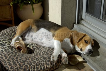 Beagle tricolore prenant son bain de soleil sur le balcon