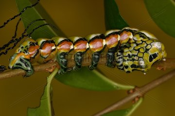 Caterpillar on a rod in a private breeding