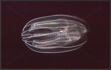 Lobed Comb Jelly swimming in July in the Mediterranean Sea