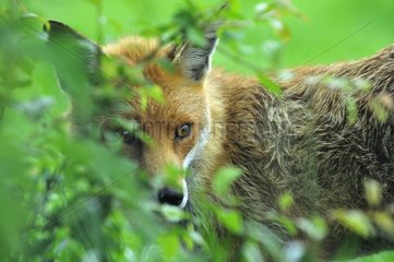 Red Fox in forest clearing at spring England