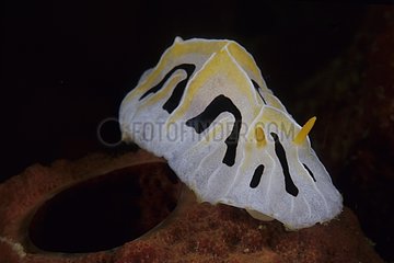Dorid Nudibranch feeding on sponge Komodo
