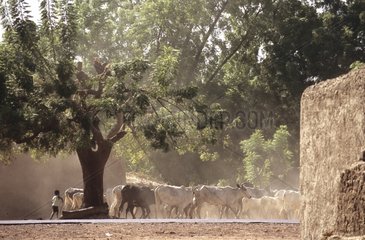 Herd crossing the village of Banankoroni Mali