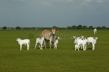 Kuh und Kälber in einer Meadow Llanos in Venezuela