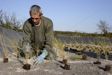 Transplanting a clump of reeds in a wastewater treatment plant