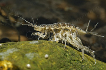 Isopod (Asellus aquaticus) in a pond  Prairies du Fouzon  Loir-et-Cher  France