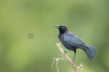 Carib Grackle (Quiscalus lugubris) male on a branch  Guadeloupe