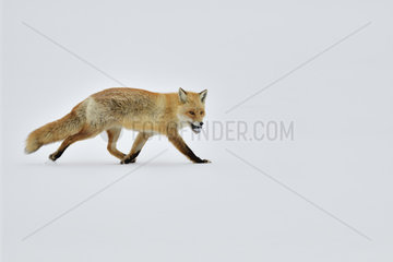 Red fox (Vulpes vulpes) walking in the snow with a prey  Hokkaido  Japan