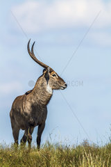 Common Waterbuck (Kobus ellipsiprymnus) in Kruger National park  South Africa.