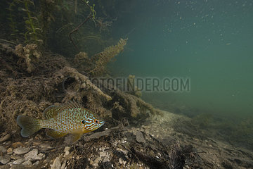 Pumpkinseed Sunfish (Lepomis gibbosus) Introduced in France  Aube  Grand Est  France