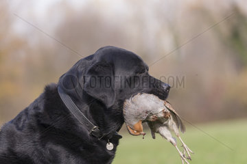 Labrador male with a grey partridge (Perdix perdix)  Bas Rhin  France