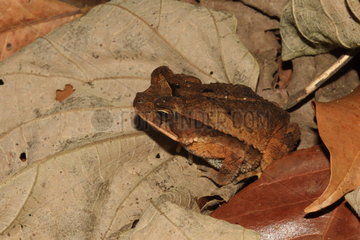 Litter toad (Rhaebo haematiticus)  Costa Rica