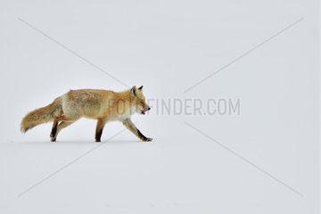 Red fox (Vulpes vulpes) walking in the snow  Hokkaido  Japan
