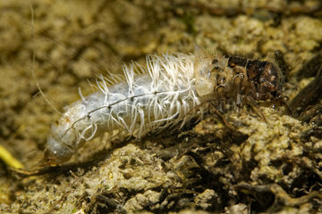 Trichoptera larva (Trichoptera sp) in a pond  Prairie Fouzon  Loir-et-Cher  France