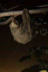 Hoffman's two-toed sloth (Choloepus hoffmanni) at night in urban area. Amador Causeway  Balboa  Panama  Isla Flamenco  Isla Perico  Isla Naos  Pacific Ocean