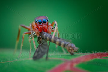 Portrait shot of a female ant-mimicking jumping spider (Myrmarachne sp.) with prey.