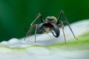 A male ant-mimicking jumping spider (Myrmarachne sp.) consuming its prey on white flower.