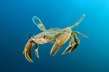 Henslow's swimming crab (Polybius henslowi) swimming in open water  Morocco