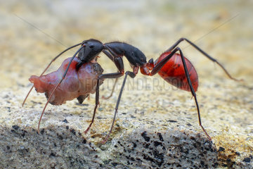 Giant forest ant (Dinomyrmex gigas) carrying food.