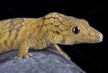 The Large-scaled chameleon gecko (Eurydactylodes symmetricus) is an endangered gecko species from New Caledonia.