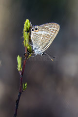 Long-tailed Blue (Lampides boeticus) on a shrub in summer  Massif des Maures  near Hyeres  Provence  France